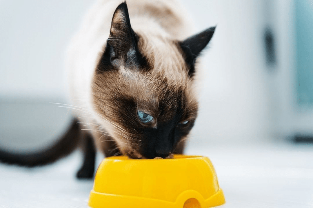 Diet Cat Food