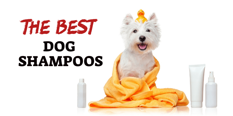 Photo of Best Dog Shampoos