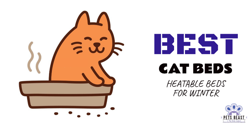 Photo of Best Heated Cat Beds