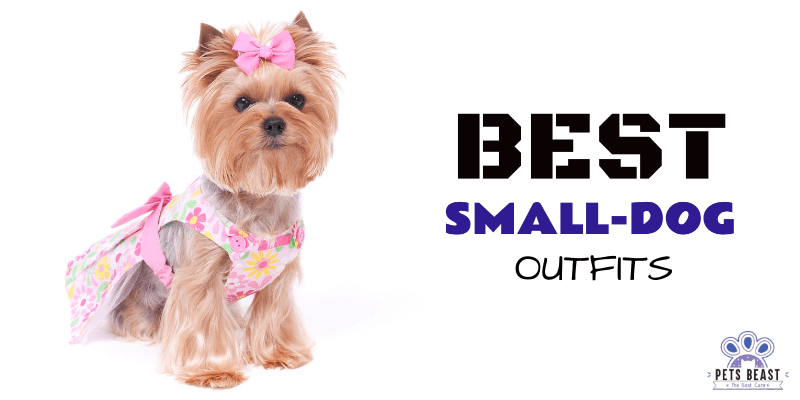 Best Small Dog Dresses