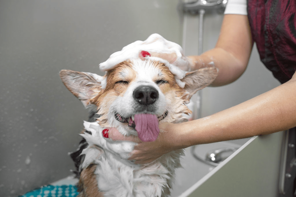 Best Dog Shampoos for Odor Control
