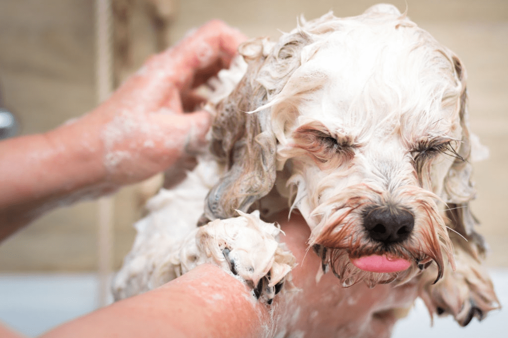 The Best Dog Shampoos for Shedding