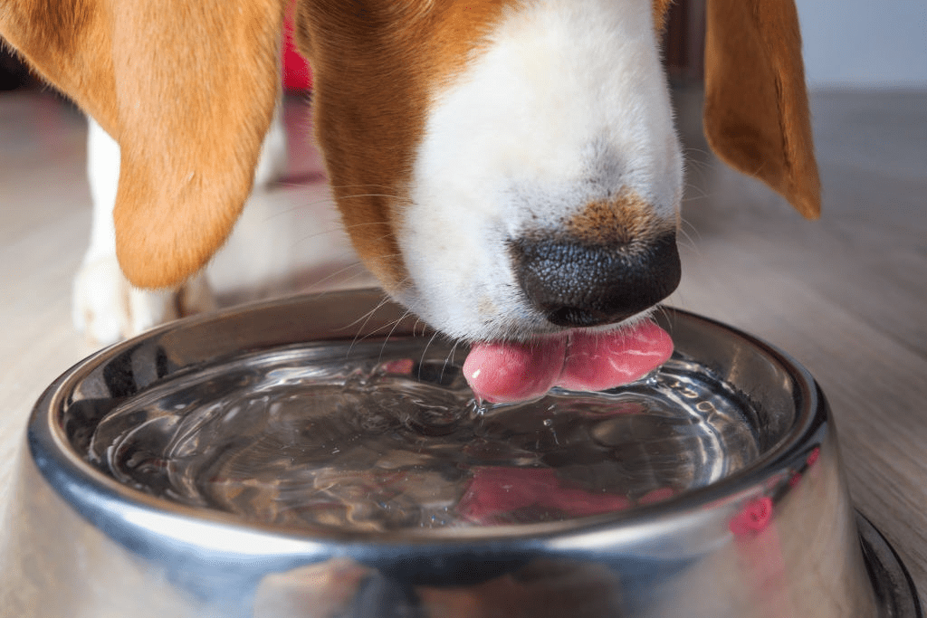 Dog Water Additive