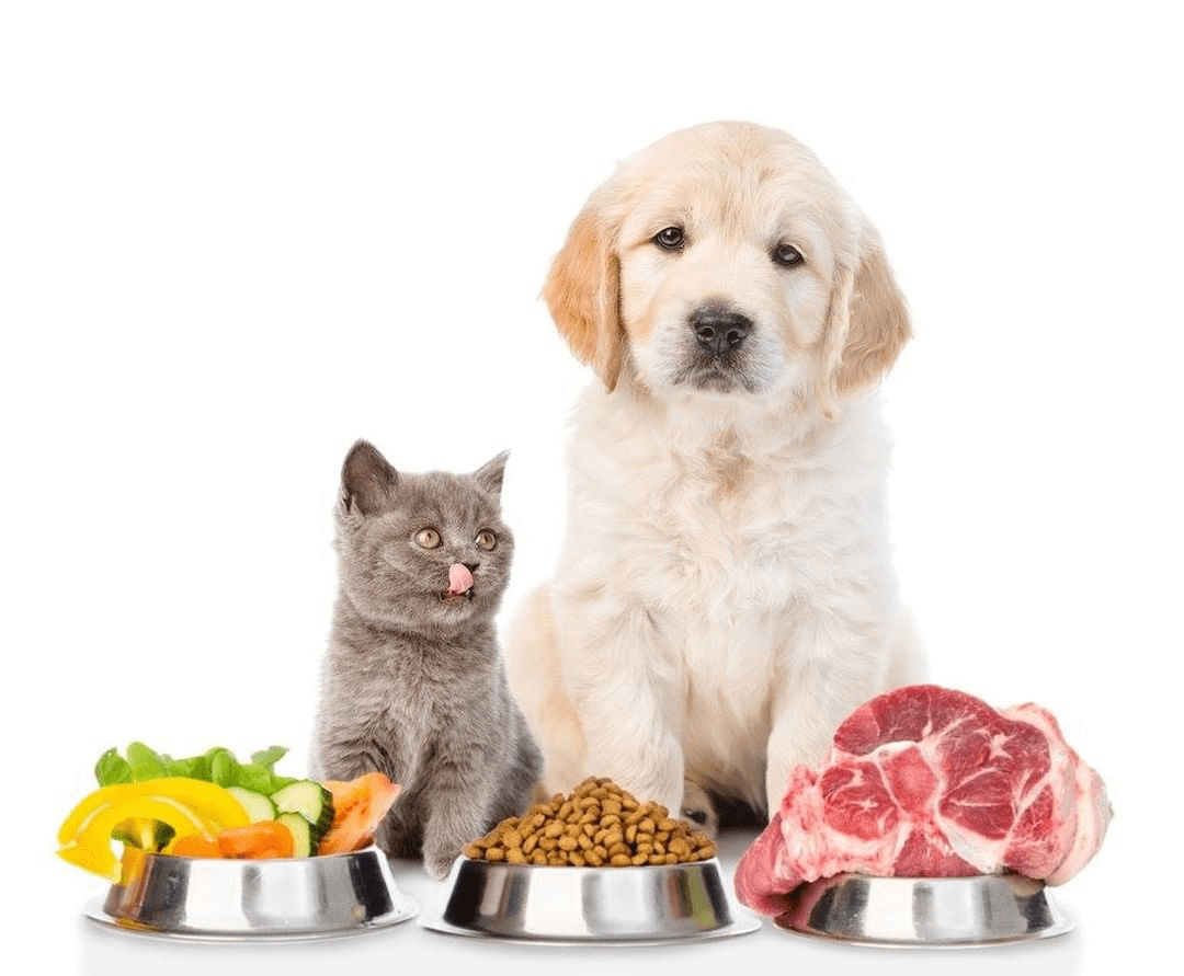 Pet Bowls and Dishes