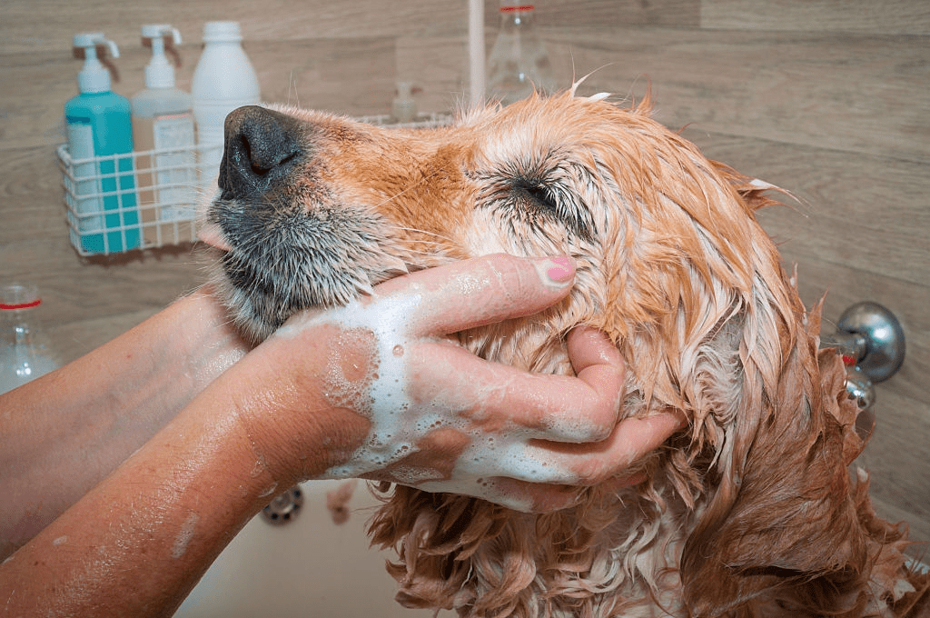 Puppy Shampooing