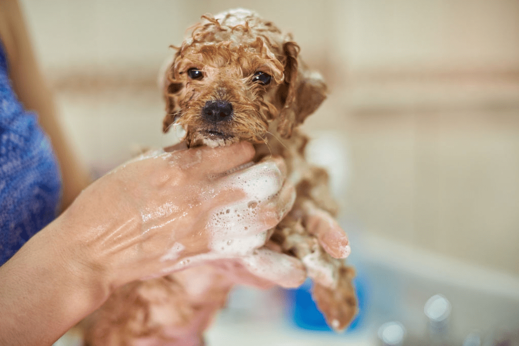 Sensitive Dog Shampoo