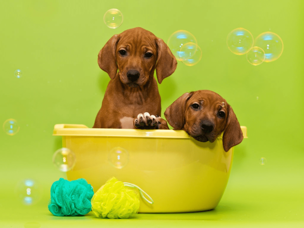 Waterless Dog Shampoos For Dogs