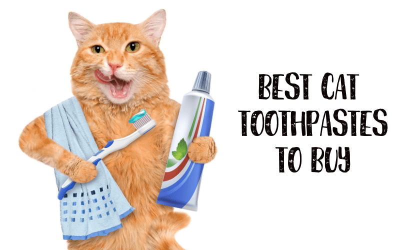Top 15 Best Cat Toothpastes For Plaque, Tartar, Gingivitis & Bad Breath