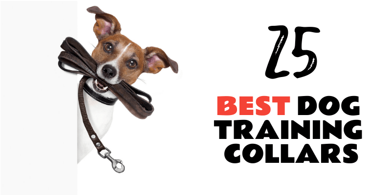 Photo of The 25 Best Dog Training Collars For All Dog Breeds & Purposes