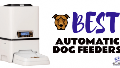 Photo of Automatic Dog Feeders