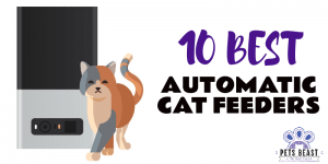 Best Automatic Cat Feeders Thumbil