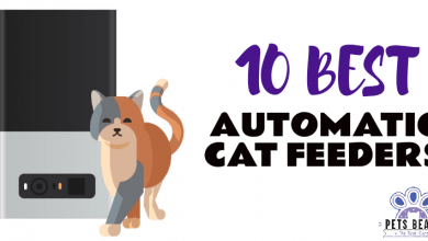 Best Automatic Cat Feeders Thumbil