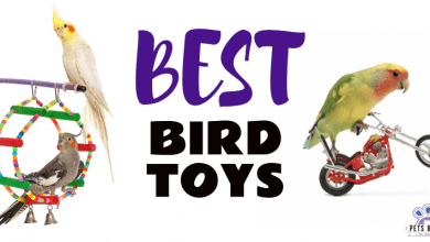 Best Bird Toys Tumbil