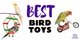 Best Bird Toys Tumbil