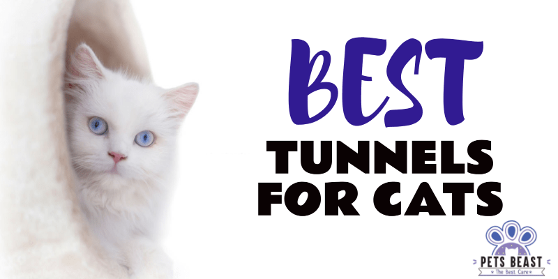 Best Cat Tunnels