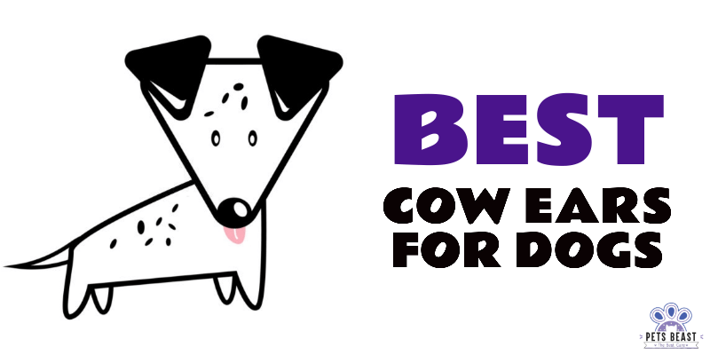 Photo of Best Cow Ears for Dogs