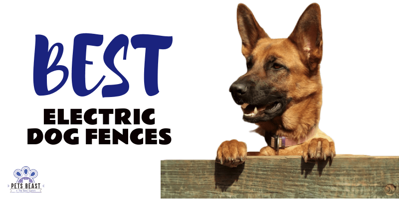 Best Electric Dog Fences