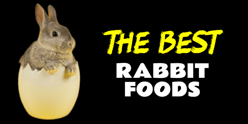 Best Pet Rabbit Foods