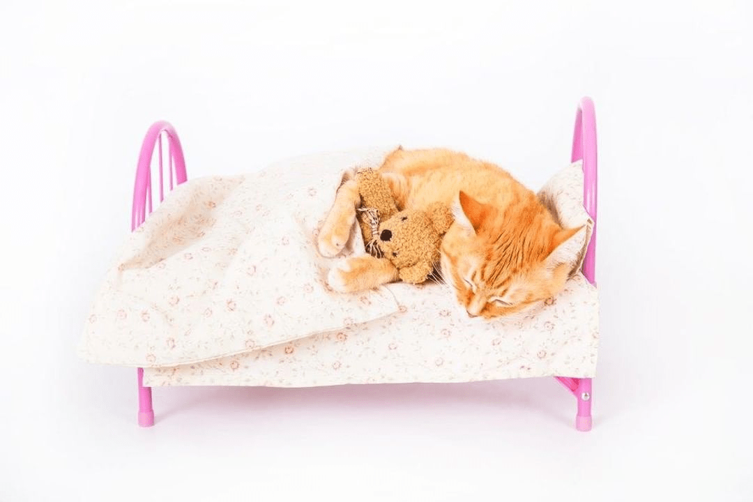 Cat Beds Furniture - Best Cat Products & Accessories For all Breeds