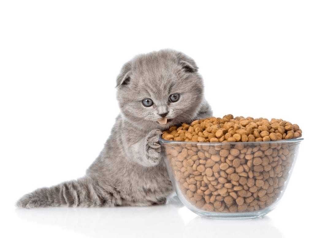 Cat Food - Best Cat Products & Accessories For all Breeds