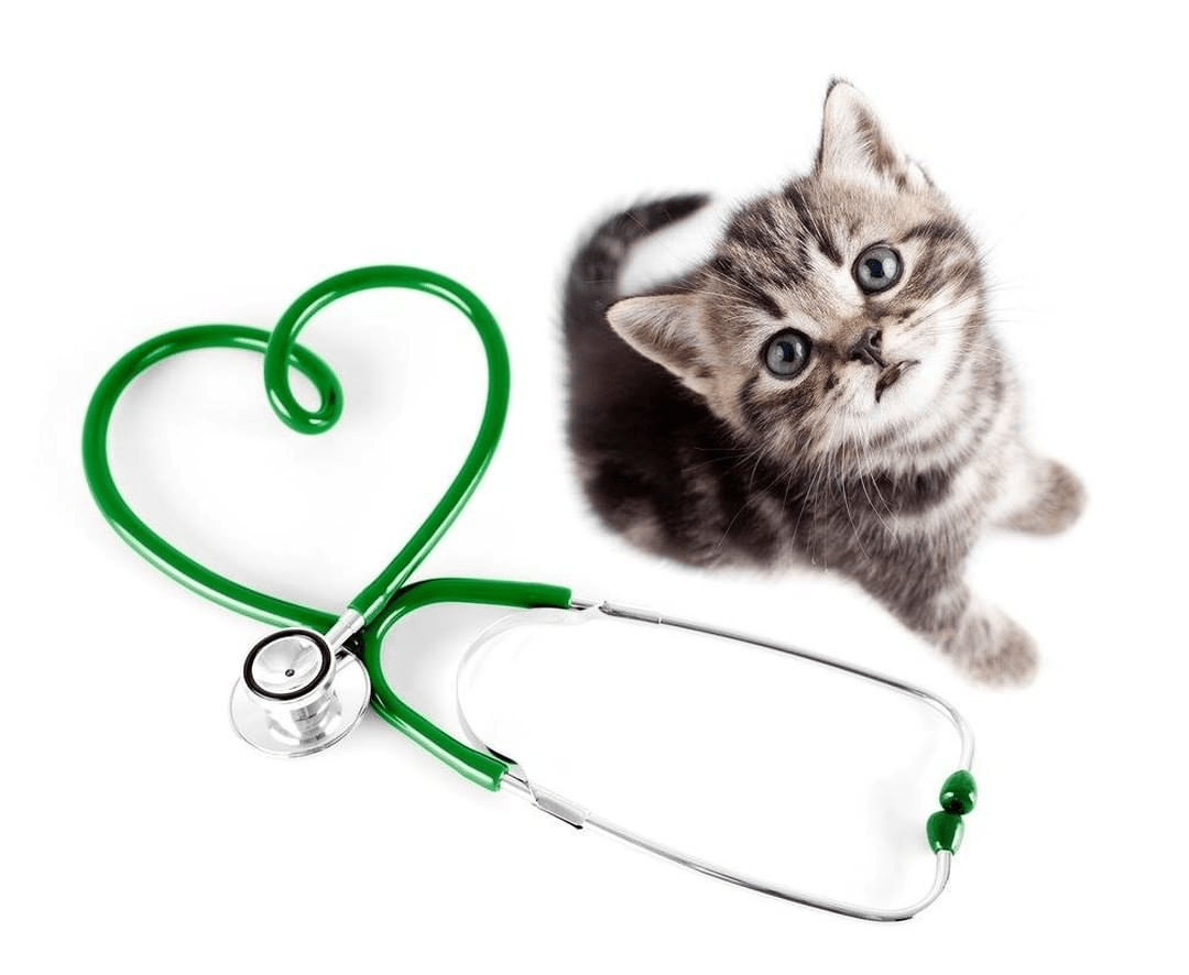 Cat Health Care - Best Cat Products & Accessories For all Breeds