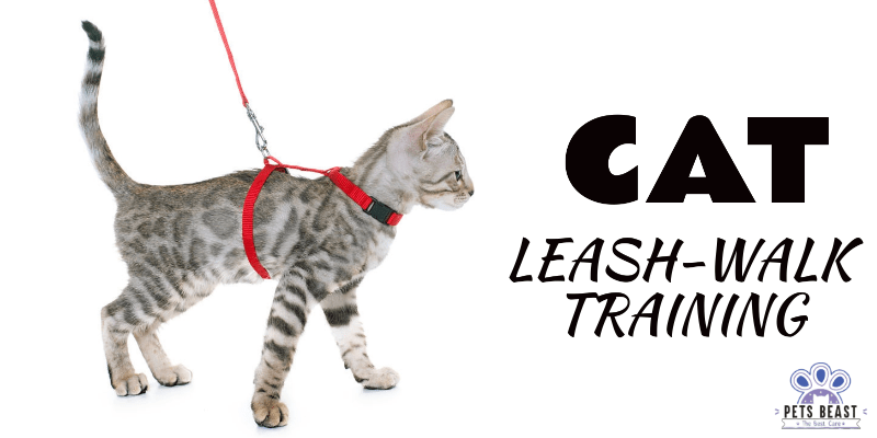Cat Leash Walk Training
