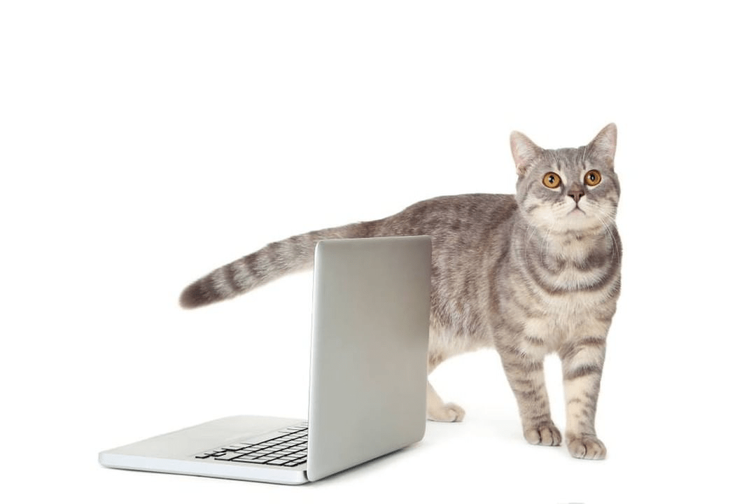 Cat Tech - Best Cat Products & Accessories For all Breeds