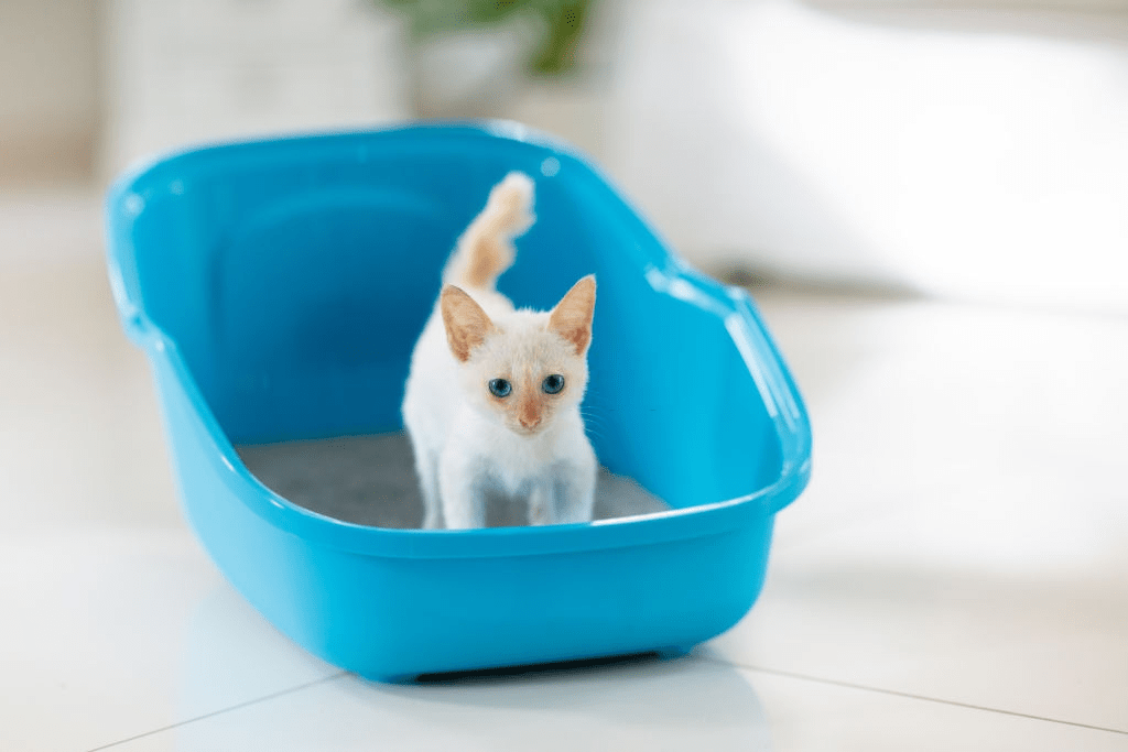 Cat Toilet Training Tips