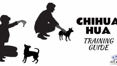 Chihuahua Training Guide