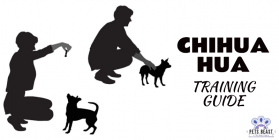 How to Train a Chihuahua Dog?