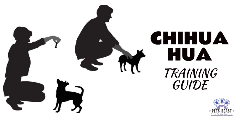 How to House Train a Chihuahua Dog A Guide for All