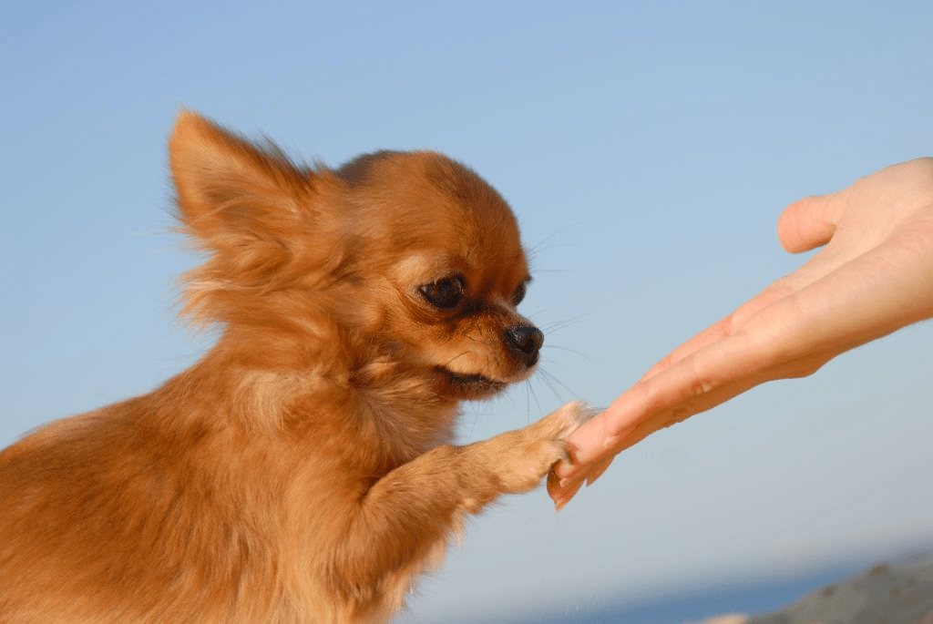 huấn luyện chó Chihuahua