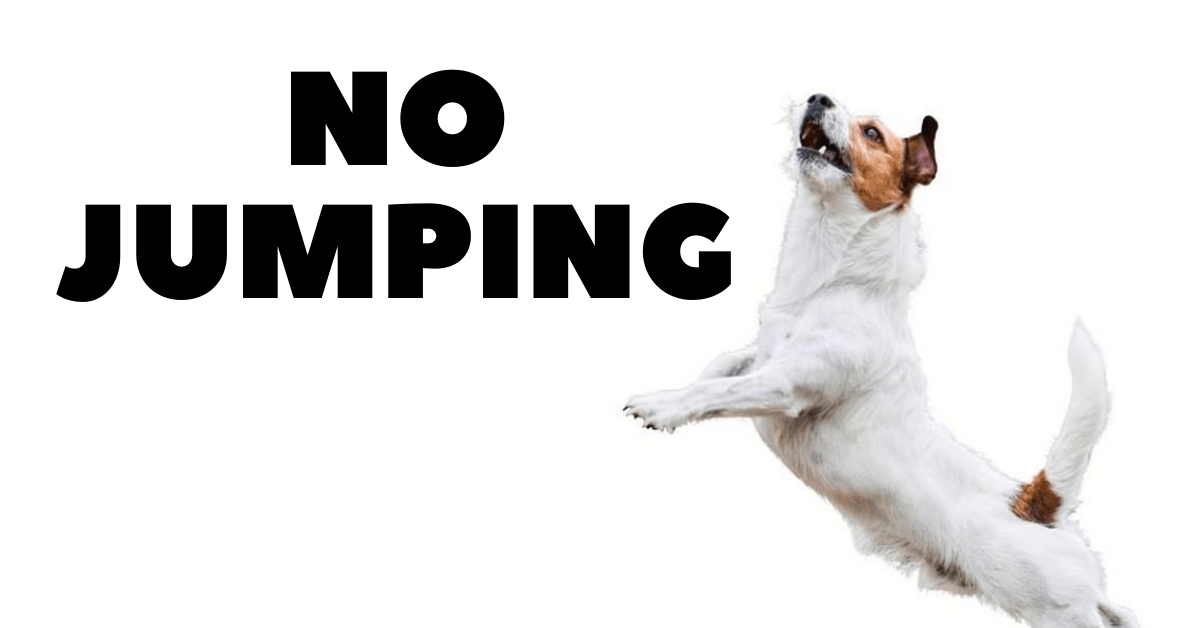 Photo of How to Train a Dog Not to Jump?
