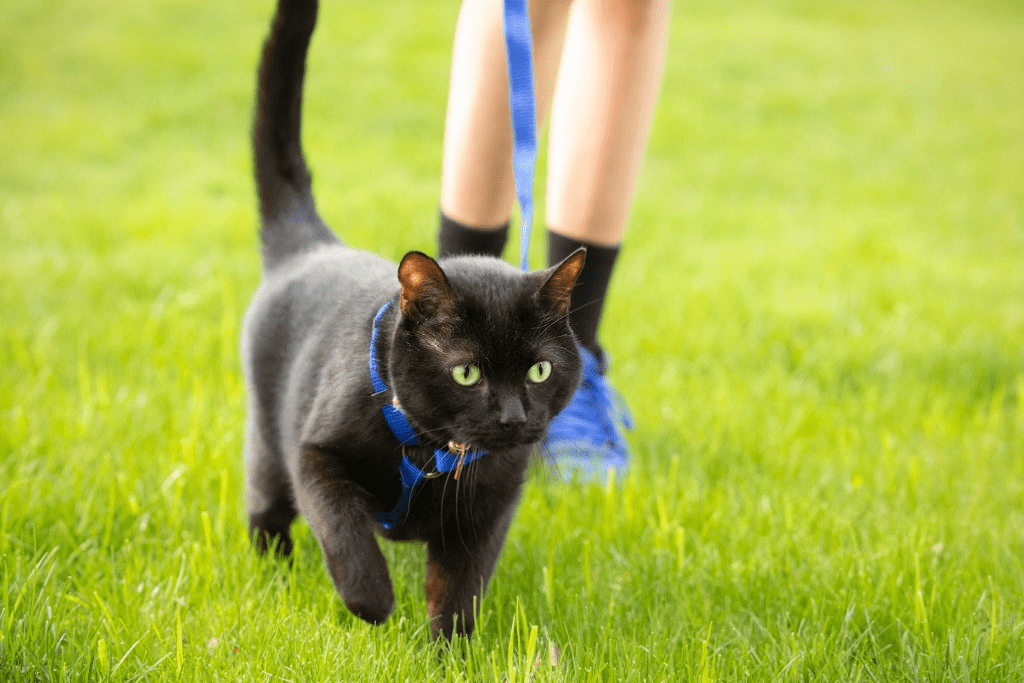 cat leash training