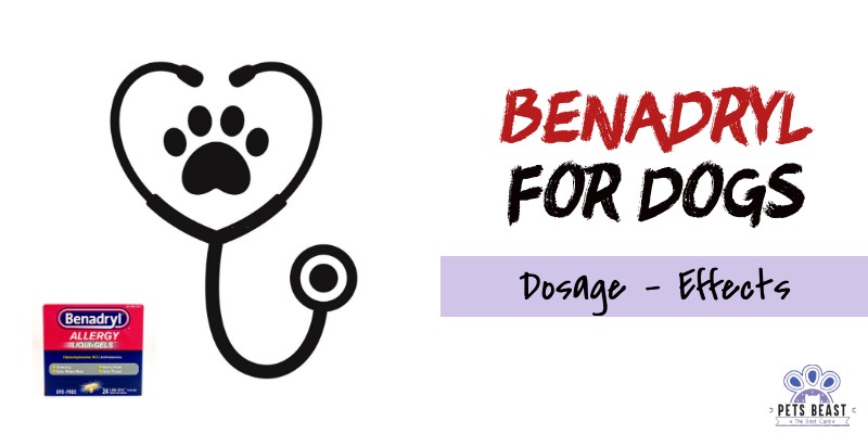 Benadryl for Dogs