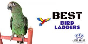 Best Bird Ladders