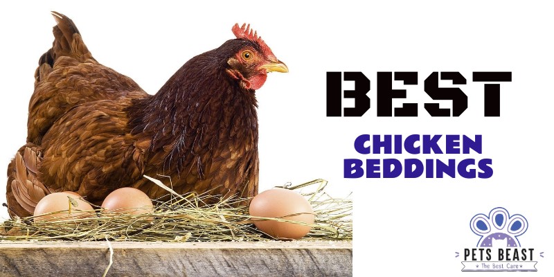 Best Chicken Beddings
