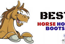 Best Horse Hoof Boots