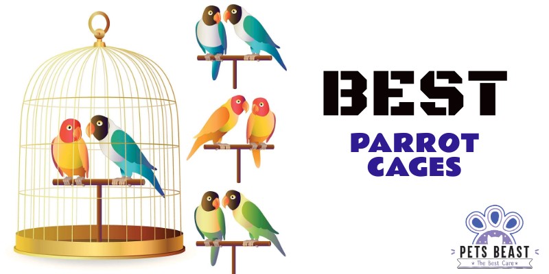 Best Parrot Cages