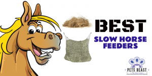 Best Slow Horse Feeders