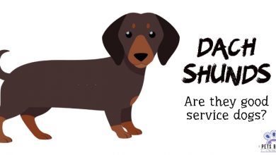 Dachshunds Good Service Dogs