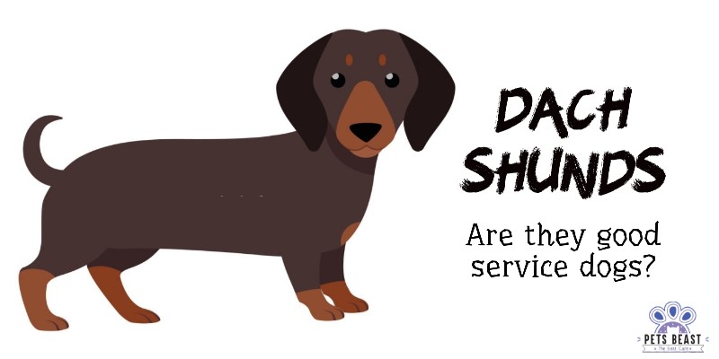 Are Dachshunds Good Service Dogs?