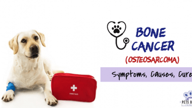 Dog Bone Cancer