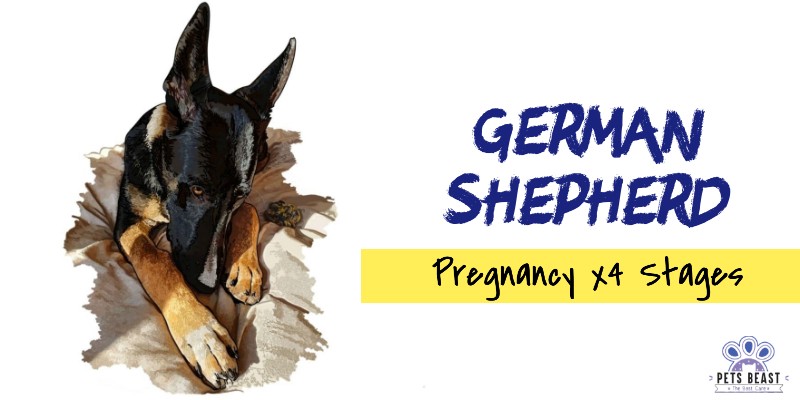 Gsd Pregnancy 2 German Shepherd Journey from Pregnancy to Delivery