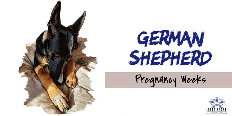 Gsd Pregnancy 3 German Shepherd Journey from Pregnancy to Delivery