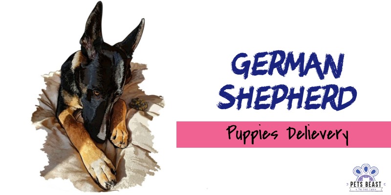 Gsd Pregnancy 5 German Shepherd Journey from Pregnancy to Delivery
