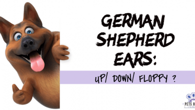 Photo of When Does The Ears Of A German Shepherd Stand Up?