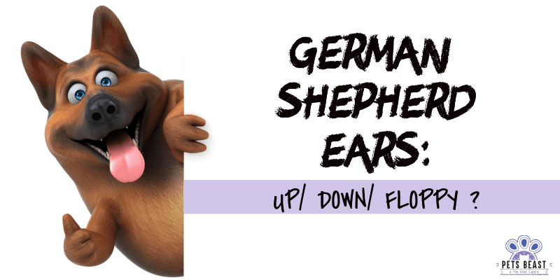 German Shepherd Ears