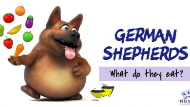 Photo of What Do The German Shepherds Eat?