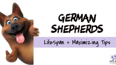 German Shepherd Life Span